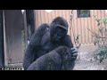 look at this lovely gorilla funny face gorilla brothers make the visitors laugh gentaro kintaro