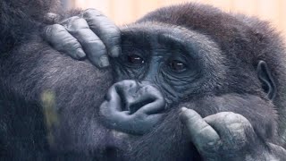 Look at This Lovely Gorilla Funny Face | Gorilla Brothers Make The Visitors Laugh | Gentaro Kintaro