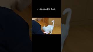 小さな白い甘えん坊。 #保護猫 #猫 #猫のいる暮らし