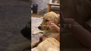 何しても怒らない優しい2歳ゴールデンレトリバー姉  #shorts #short #shortvideo #goldenretriever #犬 #犬のいる暮らし #dog