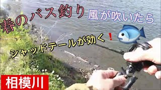 [相模川☆春のバス釣り]風が吹いたらシャッドテールを巻けばいい！