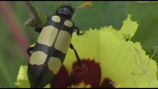 April 02, 2017 Blister Beetle with Byron on Bushwalk