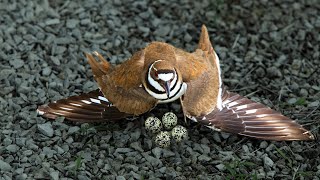 Killdeer: A tricky Bird That Tricks Predators