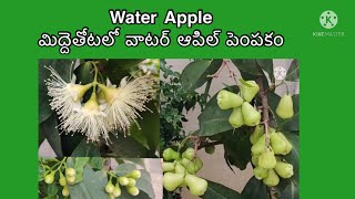 How to grow Water Apple/Rose Apple/Benefits/మిద్దెతోటలో వాటర్ఆపిల్ పెంపకం-MyGrandmaKitchenandGarden