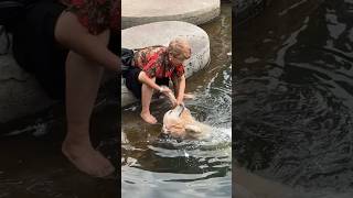 Grandma and Goldie keeping each other company. #shortvideo #animals #healing #dog #pets love