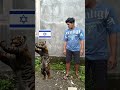 bapak takut harimau israel