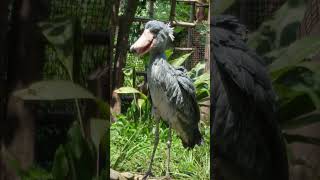 アサンテ　ハシビロコウ　上野動物園