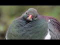 kereru new zealand pigeon new zealand bird of the week