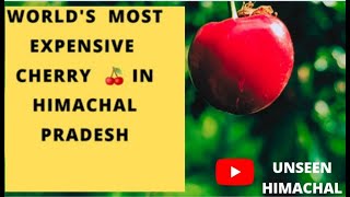 |Cherry orchard in Himachal Pradesh||Piking and packing of cherry 🍒||variety of cheery|cherry season