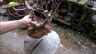 【Bonsai diary】  山採り素材 イロハモミジの植え替え　♯314