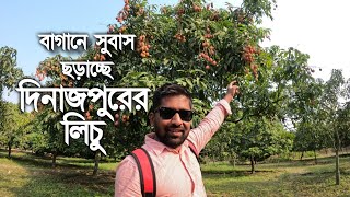 দিনাজপুরের বাগান গুলোতে পাকতে শুরু করেছে হরেক জাতের লিচু || Litchi Garden