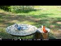 blue jay s call sounds a bit different and a funny cardinal interaction