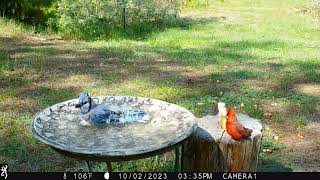 Blue Jay's call sounds a bit different and a funny Cardinal interaction!