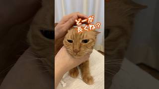 薬の上手な飲ませ方（液体編） #cat #にゃんハウス #猫のいる暮らし