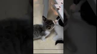 funny cute cats romantic videos 🤣😁#shorts #cats #funny #youtubeshorts