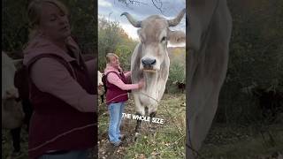 This man owns a giant animal on his farm 😳