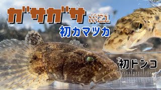 【ガサガサ】念願のカマツカにドンコも！