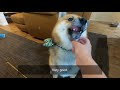 おやつが欲しくて何かをしゃべる柴犬。shibainu who wants a dog snack and says selfishly