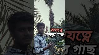 শীত আসলেই শুধু গাছের যত্ন      #winter #shorts #ytshorts #agriculture