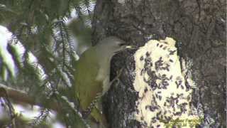 GRÅSPETT  Grey-headed Woodpecker  (Picus canus)  Klipp - 1025