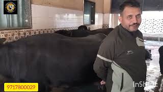 जायद रेट में 15 से 20 की दूध वाली भैंस #tilufouji #dairyfarm