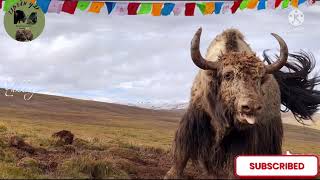 This Brown YaK is a Great Fighter and Hornless Yaks are also amazing in fighting