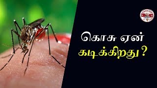 கொசு ஏன் கடிக்கிறது?|why do mosquitoe bite us| Tamil | SFIT