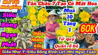 22/11☎️ 0909791298☎️🌴Mai vàng giá rẻ 60k🌴giảo như ý-siêu bông bình lợi-nhị Ngọc toàn-giảo hoàng kim