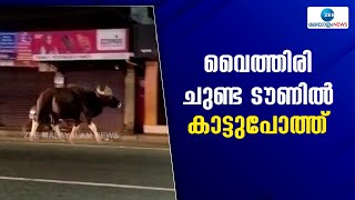 Wild Gaur | വൈത്തിരി ചുണ്ട ടൗണിൽ ഇന്നലെ രാത്രി ഇറങ്ങിയ കാട്ടുപോത്ത്