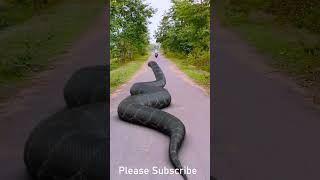 Anaconda Snake 4 Attack In Real Life #Snake #Rescue #Shorts