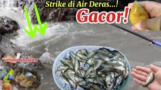 KAGET‼️ PLUNG NYOT STRIKE di air Deras Pake Cara Gantung...!!