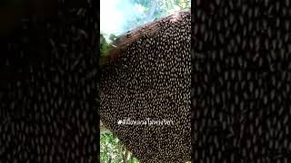 #ตีผึ้งหลวงไม่หวงวิชา #bee #honey #nature #bushcraft #wild #พวกเรา #entertainment