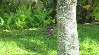 カラスに似た鳥　atマウイ島　カパルア