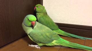 ワカケホンセイインコの大吉君とぺぺちゃんの婚活？　その５