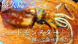 【屋久島釣り生活】#8屋久島で仕留めた2キロ超えレッドモンスターを料理してみたら…