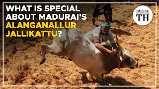 What is special about Madurai's Alanganallur jallikattu? | The Hindu