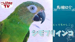 【こんぱまるTV】とってもかしこいシモフリインコちゃんの紹介！