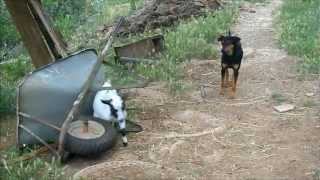 Capretta  tibetana che attacca il cagnolino