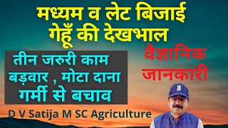 gehu ki paidawar badhaye | wheat farming | sinchai,nitrogen, potash,salicylic, humic acid,npk |