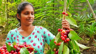 Lovi fruit,  fresh lovi jam that my kids love to eat` and spicy lovi pickles