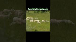 Grazing Sheep with Cattle - Joel Salatin comments on his pasture experiment #farming #cow #sheep