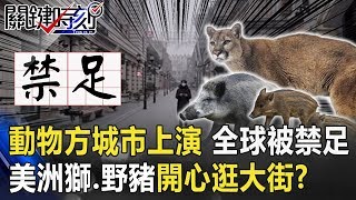 動物方城市真實上演！全球30億人被禁足 美洲獅、野豬開心逛大街！？【關鍵時刻】20200402-2劉寶傑 李正皓 陳耀寬 黃世聰