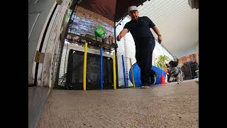 Agility Training with Momo the miniature poodle