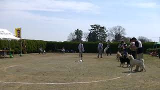 北海道犬協会　奥羽連合会展覧会　成犬第一牡組