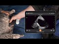 Feline Urinary Bladder Site