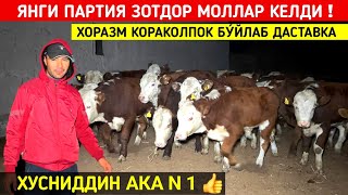 ХУСНИДДИН АКА ХОРАЗМГА КАЙТДИ ЯНГИ ПАРТИЯ МОЛЛАР КЕЛДИ !!! ХОРАЗМ БУ́ЙЛАБ ДАСТАВКА !!! ХОРАЗМ БОЗОР