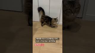 朝から何か言いたいことがある麦くん #マンチカン #ねこ #ねこのいる生活  #cat #catvideos #猫