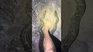 Rescuing wildlife in the Florida Everglades! #reptiles#alligator#animal#snake#nature#shorts#wildlife