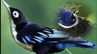 Playtube Pk Ultimate Video Sharing Website