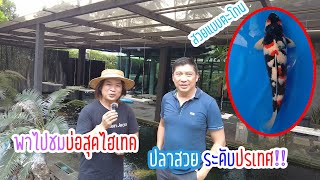 พาไปชมบ่อสุดไฮเทค | ปลาสวยระดับประเทศ ?!